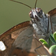 Limenitis reducta